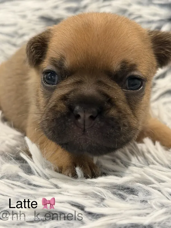 Latte – French Bulldog puppy for sale in Suffolk, VA