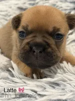 Latte, a female French Bulldog for sale in Suffolk, VA – 1 of 2