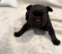Shadow, a male French Bulldog for sale in Portsmouth, VA – 3 of 9
