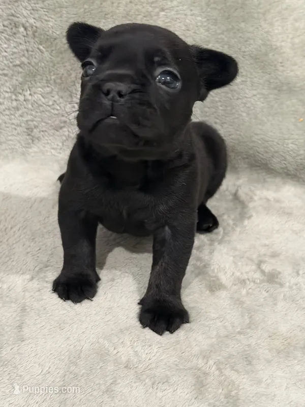 Shadow – French Bulldog puppy for sale in Portsmouth, VA