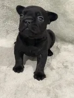 Shadow, a male French Bulldog for sale in Portsmouth, VA – 1 of 9