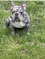 Hershey, a female French Bulldog for sale in Portsmouth, VA – 5 of 5