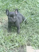 Cocoa, a female French Bulldog for sale in Portsmouth, VA – 3 of 5