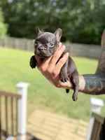 Cocoa, a female French Bulldog for sale in Portsmouth, VA – 3 of 10