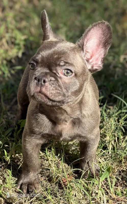 Brew – French Bulldog puppy for sale in Suffolk, VA