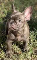 Brew, a male French Bulldog for sale in Suffolk, VA – 1 of 6