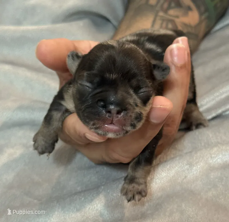 Dulce – French Bulldog puppy for sale in Portsmouth, VA