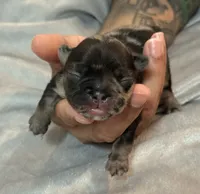 Dulce, a female French Bulldog for sale in Portsmouth, VA – 6 of 10