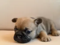 Mocha, a female French Bulldog for sale in Suffolk, VA – 4 of 6
