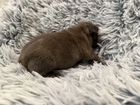 Brew, a male French Bulldog for sale in Suffolk, VA – 2 of 2