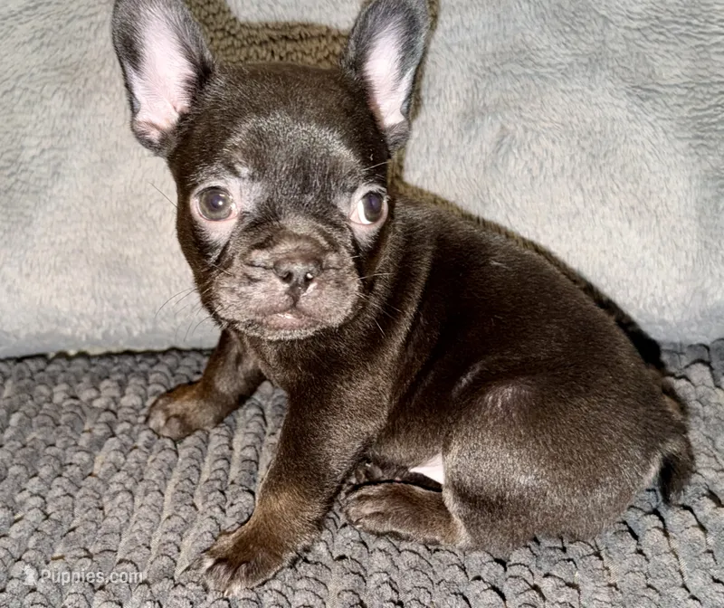 Cocoa – French Bulldog puppy for sale in Portsmouth, VA