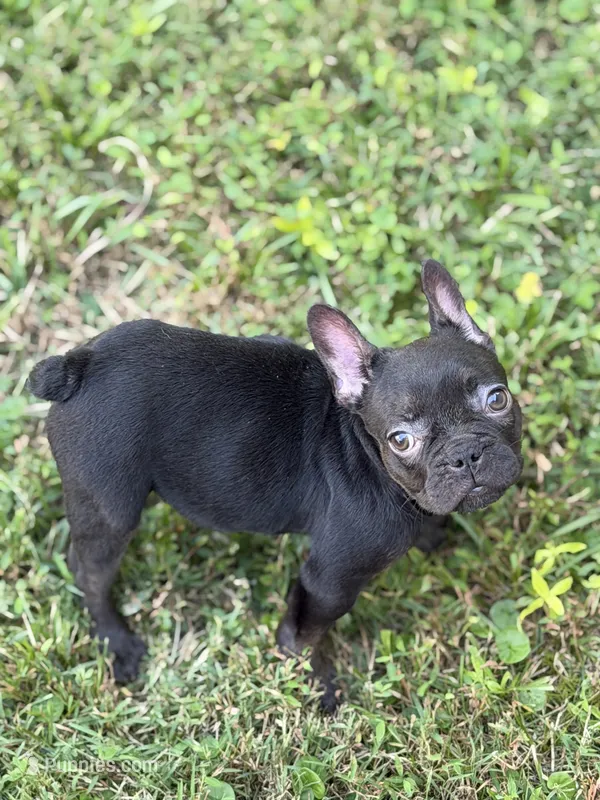 Cocoa – French Bulldog puppy for sale in Suffolk, VA