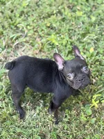 Cocoa, a female French Bulldog for sale in Suffolk, VA – 1 of 4