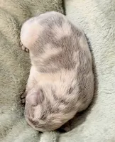 Marshmellow, a female French Bulldog for sale in Portsmouth, VA – 2 of 4