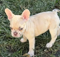Chai, a female French Bulldog for sale in Suffolk, VA – 2 of 6