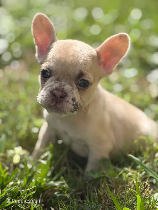 Chai – French Bulldog puppy for sale in Suffolk, VA