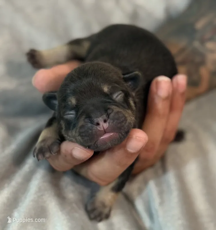 S’more – French Bulldog puppy for sale in Portsmouth, VA