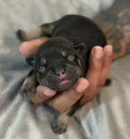 S’more, a male French Bulldog for sale in Portsmouth, VA – 1 of 7