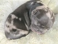 Dulce, a female French Bulldog for sale in Portsmouth, VA – 2 of 5