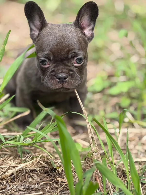Brew – French Bulldog puppy for sale in Suffolk, VA