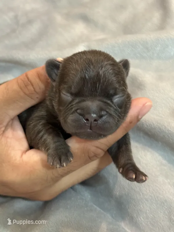 Cocoa – French Bulldog puppy for sale in Portsmouth, VA