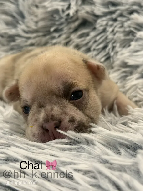 Chai – French Bulldog puppy for sale in Suffolk, VA