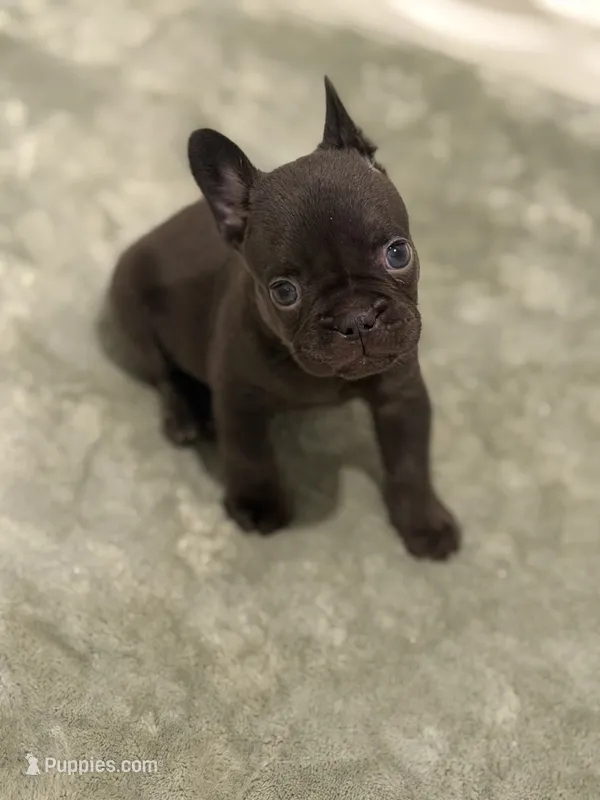 Hershey – French Bulldog puppy for sale in Portsmouth, VA