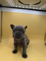 Pluto, a male French Bulldog for sale in Portsmouth, VA – Photo 2 of 10