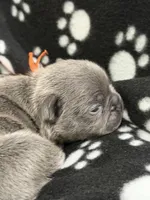 Pluto, a male French Bulldog for sale in Portsmouth, VA – Photo 2 of 6