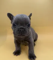 Pluto, a male French Bulldog for sale in Portsmouth, VA – Photo 1 of 10