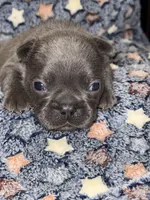 Pluto, a male French Bulldog for sale in Portsmouth, VA – Photo 7 of 10