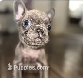 Pluto – French Bulldog puppy for sale in Portsmouth, VA