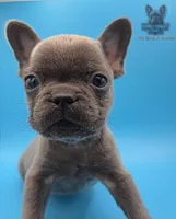 Pluto, a male French Bulldog for sale in Portsmouth, VA – Photo 4 of 6