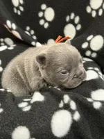 Pluto, a male French Bulldog for sale in Portsmouth, VA – Photo 3 of 6