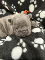 Pluto, a male French Bulldog for sale in Portsmouth, VA – Photo 1 of 6