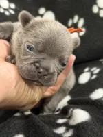 Pluto, a male French Bulldog for sale in Portsmouth, VA – Photo 4 of 6