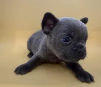 Pluto, a male French Bulldog for sale in Portsmouth, VA – Photo 3 of 10