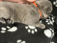 Pluto, a male French Bulldog for sale in Portsmouth, VA – Photo 5 of 6