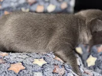 Pluto, a male French Bulldog for sale in Portsmouth, VA – Photo 10 of 10