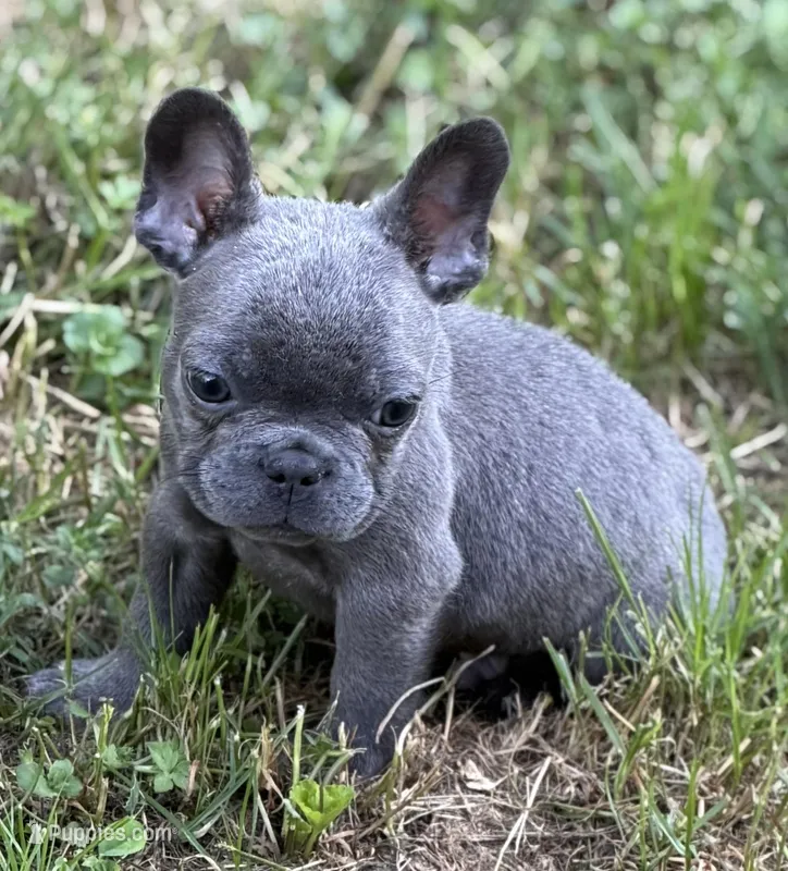 Pluto – French Bulldog puppy for sale in Portsmouth, VA