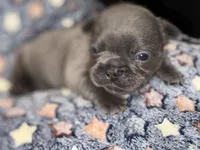 Pluto, a male French Bulldog for sale in Portsmouth, VA – Photo 6 of 10