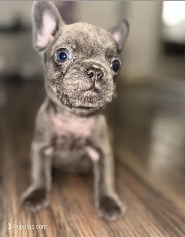 Pluto – French Bulldog puppy for sale in Portsmouth, VA