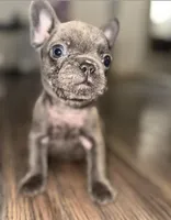 Pluto, a male French Bulldog for sale in Portsmouth, VA – Photo 1 of 6