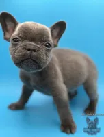 Pluto, a male French Bulldog for sale in Portsmouth, VA – Photo 3 of 6