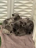 Pluto, a male French Bulldog for sale in Portsmouth, VA – Photo 4 of 10