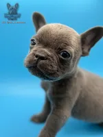 Pluto, a male French Bulldog for sale in Portsmouth, VA – Photo 2 of 6