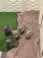 Pluto, a male French Bulldog for sale in Portsmouth, VA – Photo 5 of 10