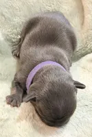 Hershey, a female French Bulldog for sale in Portsmouth, VA – 2 of 5