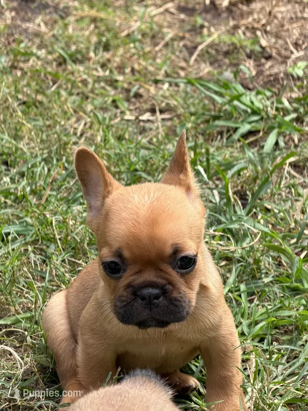 Latte – French Bulldog puppy for sale in Suffolk, VA