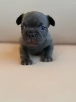 Brew, a male French Bulldog for sale in Suffolk, VA – 5 of 6